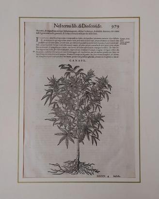 "Cannabis"  antica xilografia del '5/'600