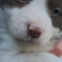 Border Collie con pedigree