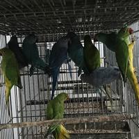 Parrocchetto dal collare