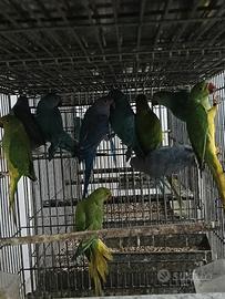 Parrocchetto dal collare