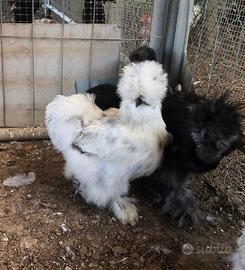 Galline galli pulcini e pulcinotti ornamentali