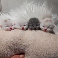 Cuccioli di british shorthair