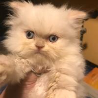 Gattini persiani red point occhi azzurri