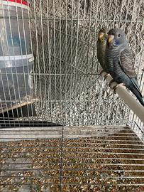 Coppia cocorite faccia nera/ala nera 2026