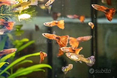 Peixe guppy