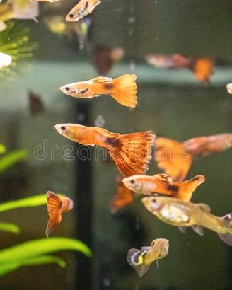 Peixe guppy