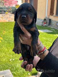 Cuccioli Setter Gordon maschi
