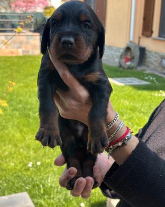 Cuccioli Setter Gordon maschi