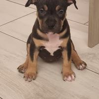 Pitbull