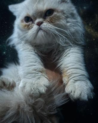 Gattini persiani meravigliosi