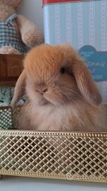 Coniglio Ariete nano minilop