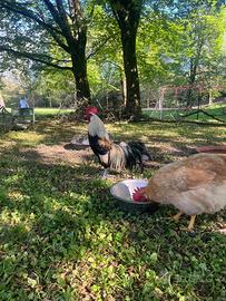 Gallo Mugellese
