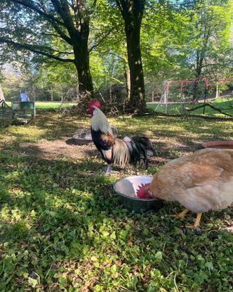 Gallo Mugellese