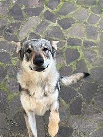 Cane lupo cecoslovacco