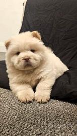 Cuccioli di chow maschi femmine chow
