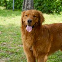 Golden retriever americano