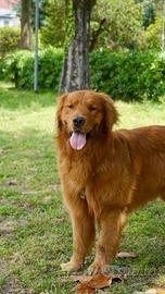 Golden retriever americano