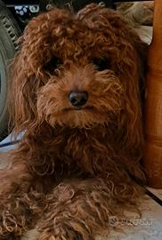 Lui è Poldo. Disponibile per accoppiamento. 