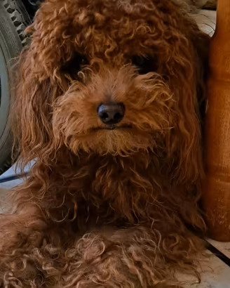 Lui è Poldo. Disponibile per accoppiamento. 