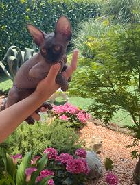 Sphynx canadese