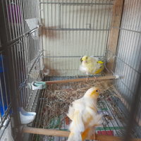 Arricciati del nord 2025