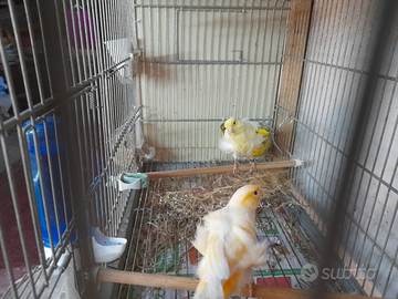 Arricciati del nord 2025