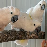 Cacatua e amazzoni