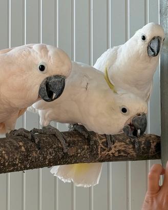 Cacatua e amazzoni