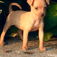 Pinscher cuccioli nano toy e toy marroni