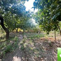 Terreno Agricolo Cataforio 1500 Mq