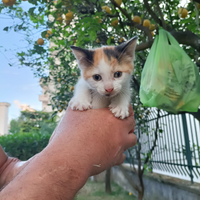 Gattino femmina tricolore rossa bianca nera