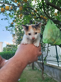 Gattino femmina tricolore rossa bianca nera