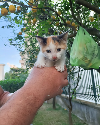 Gattino femmina tricolore rossa bianca nera