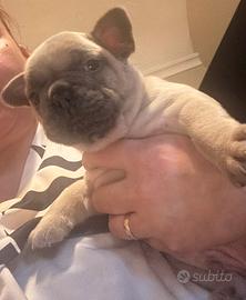 Cucciolo bulldog francese blu fawn