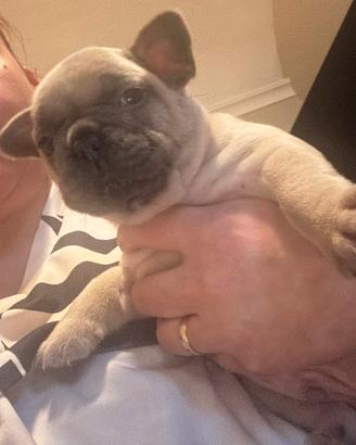 Cucciolo bulldog francese blu fawn