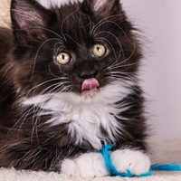 Cucciola di Maine Coon