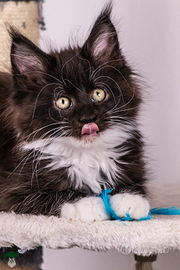 Cucciola di Maine Coon