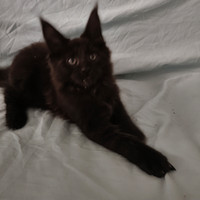 Maschietti Maine Coon tg XXL con pedigree Anfi