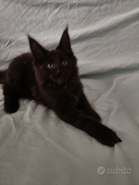Maschietti Maine Coon tg XXL con pedigree Anfi