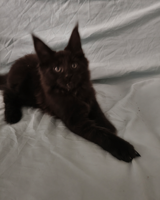 Maschietti Maine Coon tg XXL con pedigree Anfi