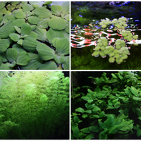 Quattro piante per acquario