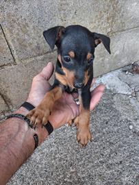 Cucciolo di razza pinscher nero focato