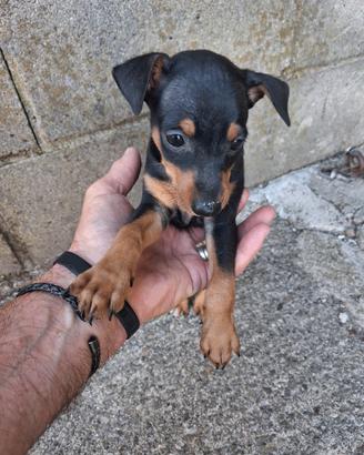 Cucciolo di razza pinscher nero focato
