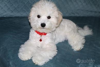 Cucciola femminuccia Bichon a poil frisè