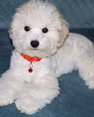 Cucciola femminuccia Bichon a poil frisè