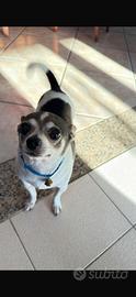 Chihuahua maschio disponibile per monta
