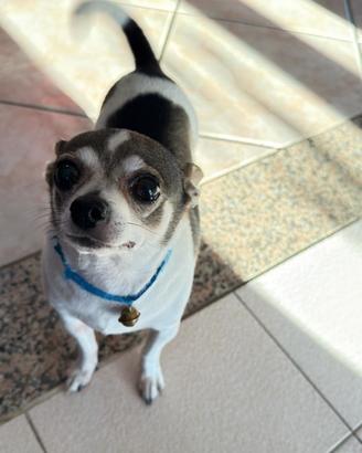 Chihuahua maschio disponibile per monta