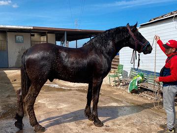 Cavallo MURGESE
