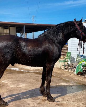 Cavallo MURGESE