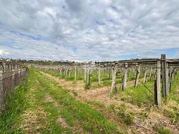 TER. AGRICOLO A FRASCATI